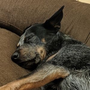 Meet your Posher, Denise